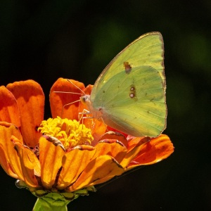 Cloudless Sulphur