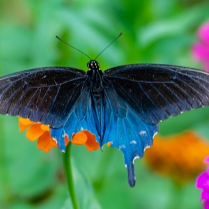 Pipevine Swallowtail male