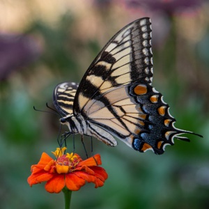 Tiger Swallowtail