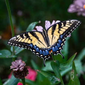 Tiger Swallowtail