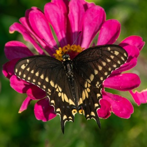 Eastern Black Swallowtail male