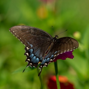 Spicebush Swallowtail male