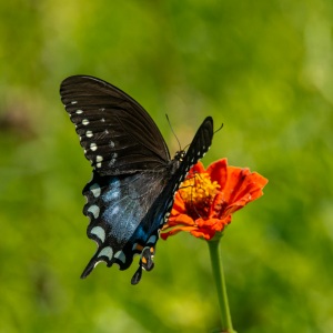 Spicebush Swallowtail