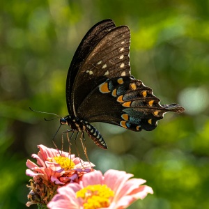 Spicebush Swallowtail male