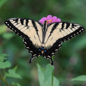 Tiger Swallowtail