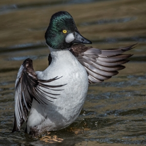 Golden Eye Duck (North America)
