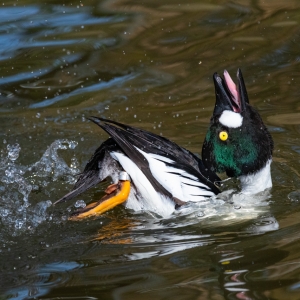 Golden Eye Duck (North America)
