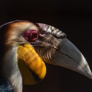 Wreathed Hornbill (India)