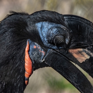 Abyssinian Ground Hornbill (Africa)