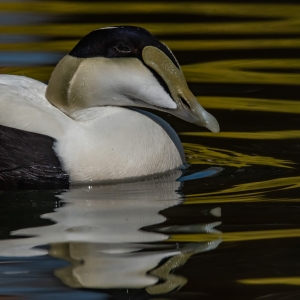 Common Eider (Northern coastal areas of N. America, Europe & Siberia)