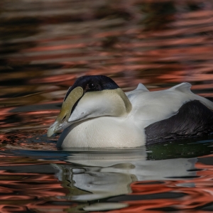 Common Eider (Northern coastal areas of N. America, Europe & Siberia)