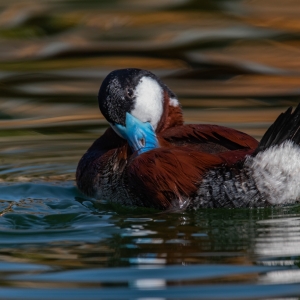 Ruddy Duck (North America)