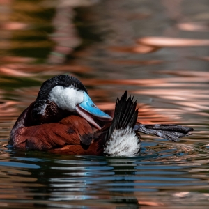 Ruddy Duck (North America)