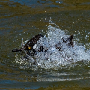 Hooded Merganser (North America)