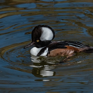 Hooded Merganser (North America)