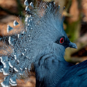 Victoria Crowned Pigeon (New Guinea)