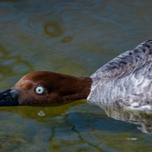 Golden Eye Female