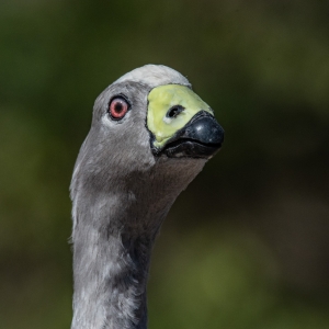 Cape Barren Goose (Australia)