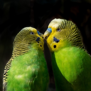 Budgerigar or Parakeet (Australia)