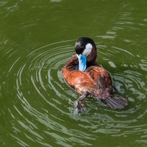 Ruddy Duck 2