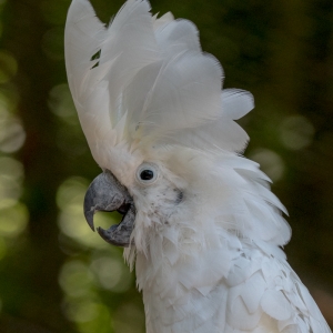 Umbrella Cockatoo 1