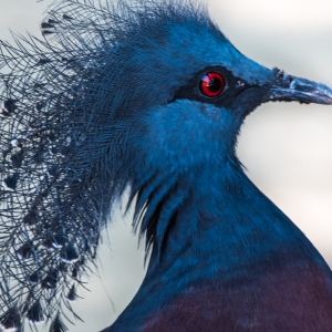 Victoria Crowned Pigeon