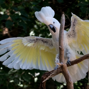 Umbrella Cockatoo 2