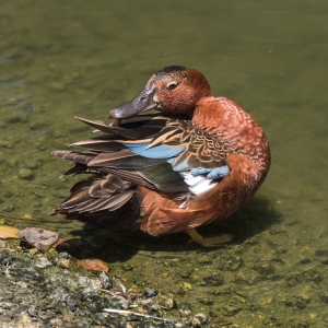 Cinnamon Teal 1