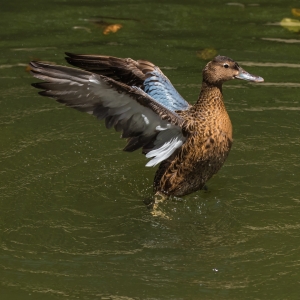Cinnamon Teal 2