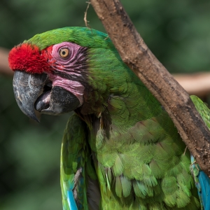 Military Macaw