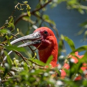 Scarlet Ibis 2