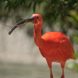 Scarlet Ibis 1