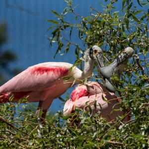 Roseate Spoonbill 1