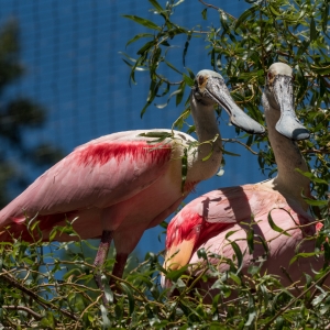 Roseate Spoonbill 2