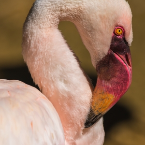 Lesser Flamingo