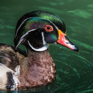 Wood Duck