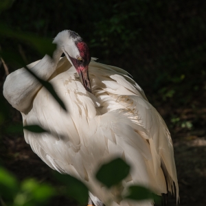 Whooping Crane