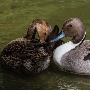 Northern Pintail