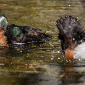 African Pigmy Goose