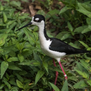 Black-necked Stilt