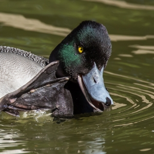 Lesser Scaup