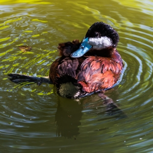 Ruddy Duck 1
