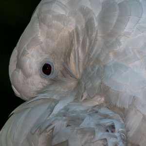 eye feathers
