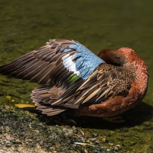 under my wing