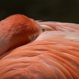 flamingo rest