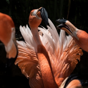 flamingo squabble