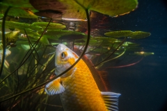 koi cam-2
