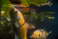 koi cam-3