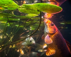 koi cam-9
