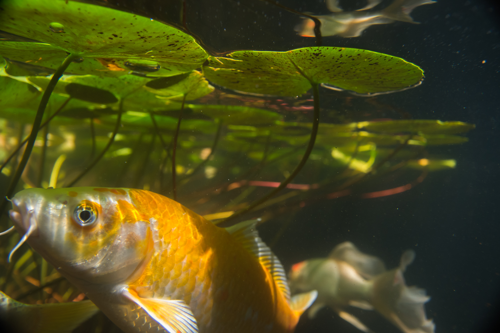 Photograph Like A Pro With Wholesale underwater pond camera